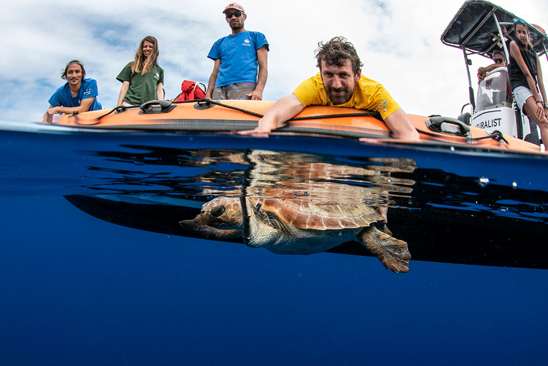 Sea Turtle